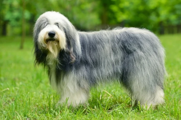 Bobtail
