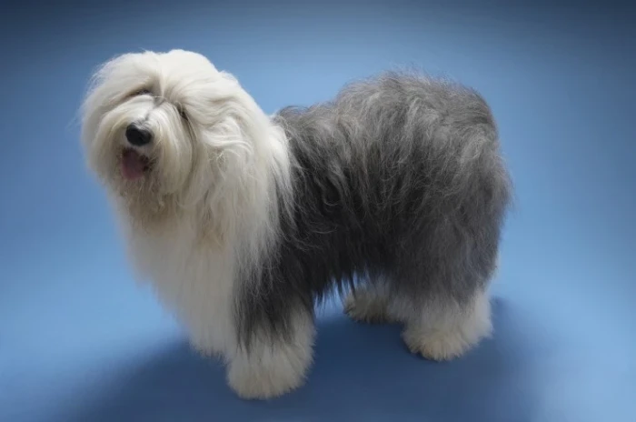 Bobtail