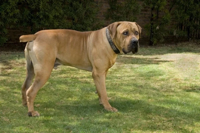 Boerboel