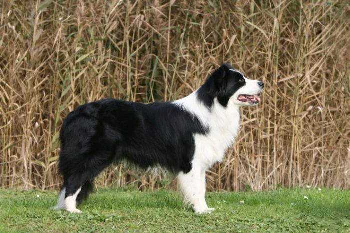 Border kolie
