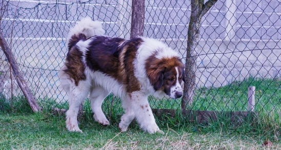 Tornjak