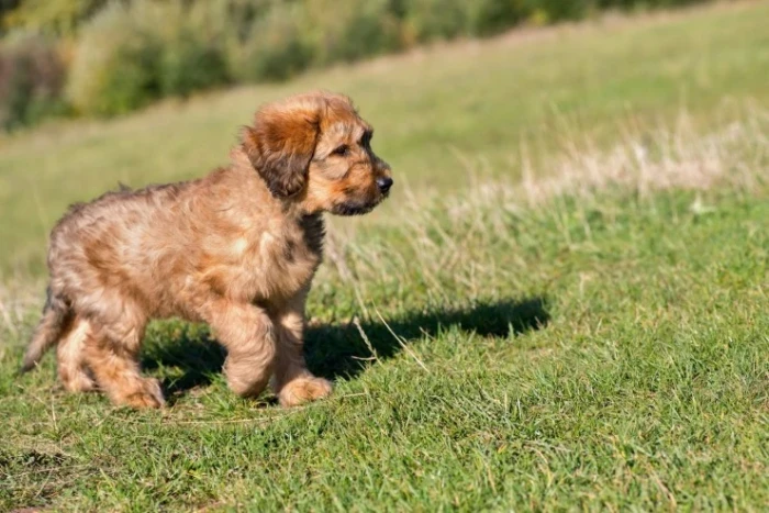 Briard