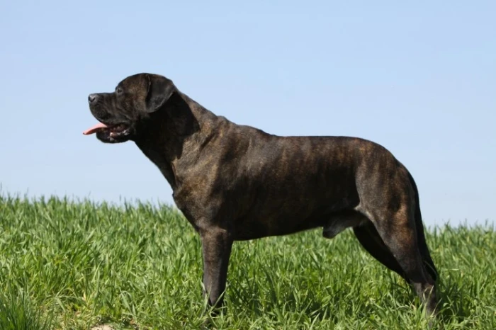 Bulmastif, foto: Shutterstock