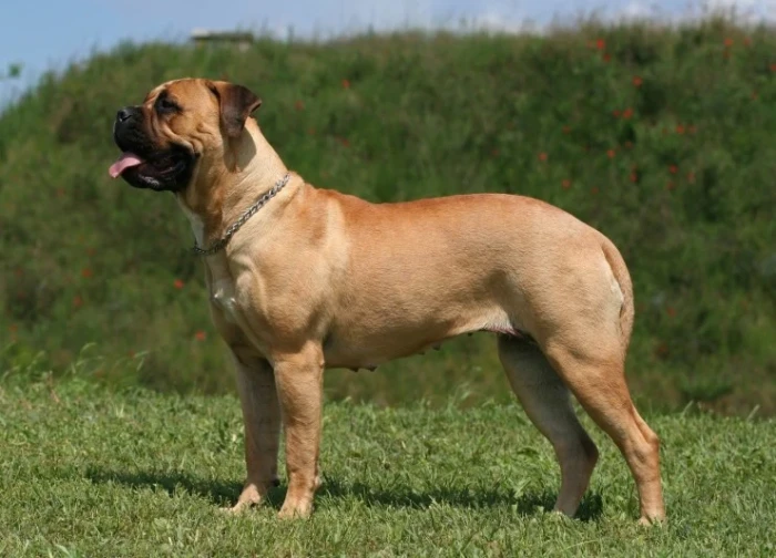 Bulmastif, foto: Shutterstock