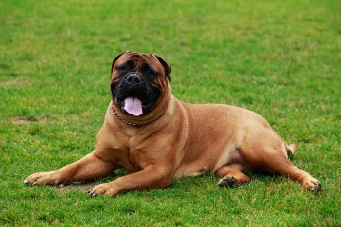 Bulmastif, foto: Shutterstock