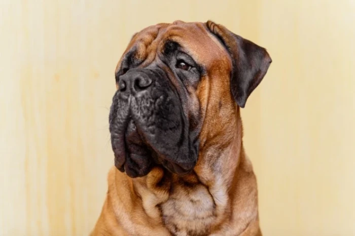 Bulmastif, foto: Shutterstock