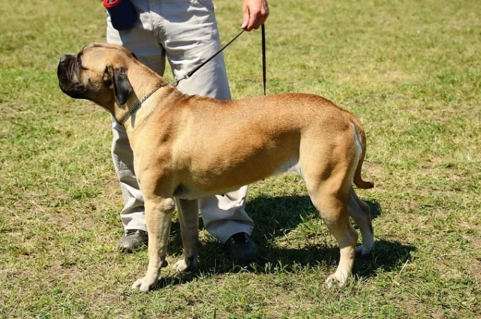Bulmastif, foto: Shutterstock