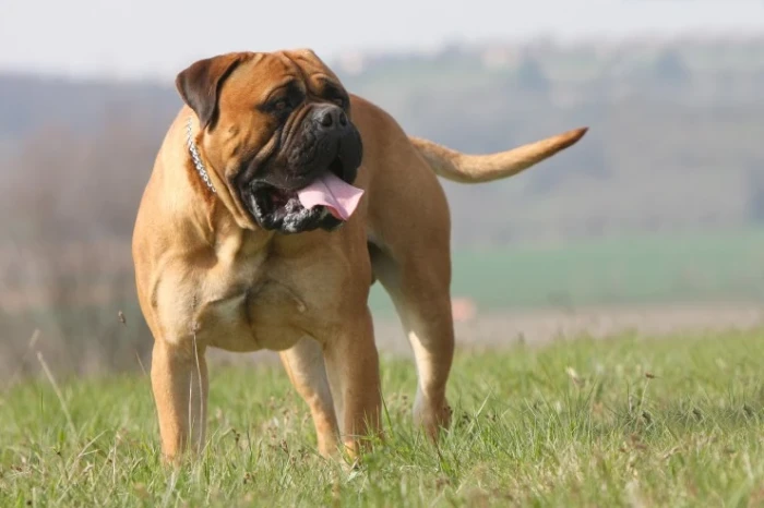 Bulmastif, foto: Shutterstock