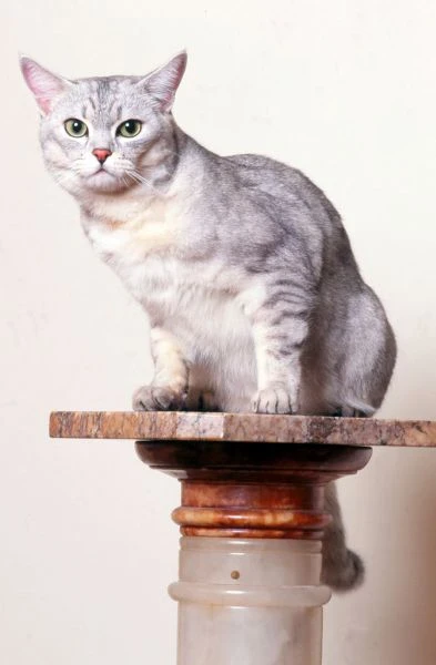Burmilla