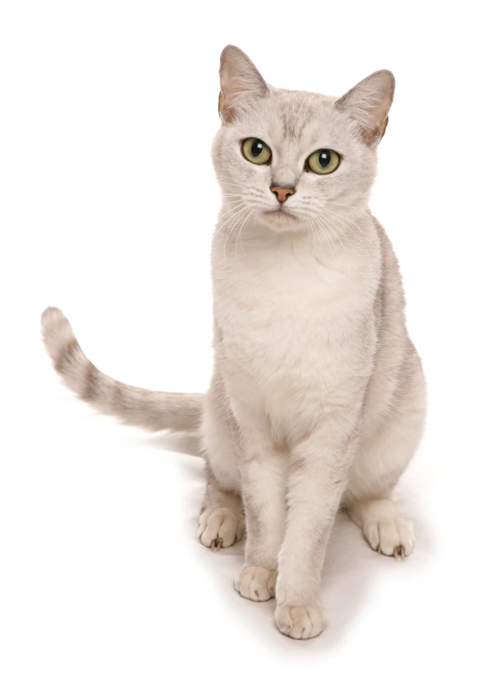 Burmilla