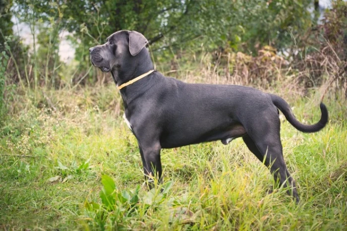 Cane Corso