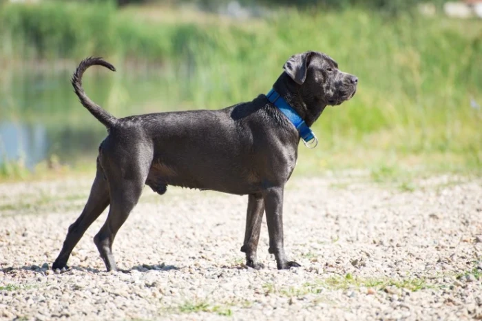 Cane Corso