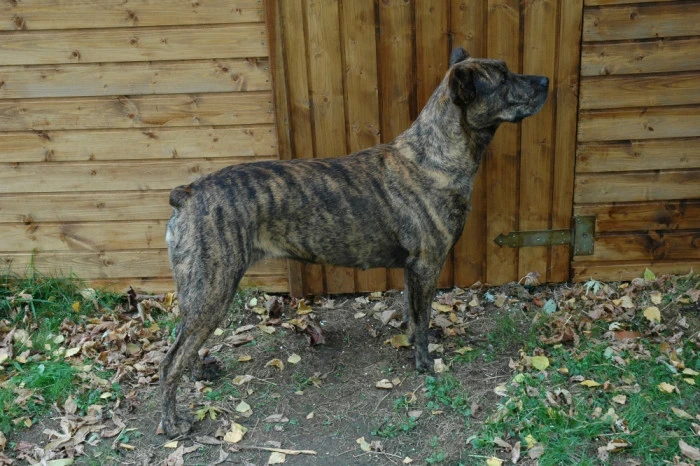 V některých zemích se u tohoto plemene provádí kupírování uší. V ČR je tato úprava zevnějšku nezákonná. Foto: Shutterstock