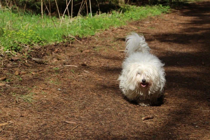 Coton de Tuléar