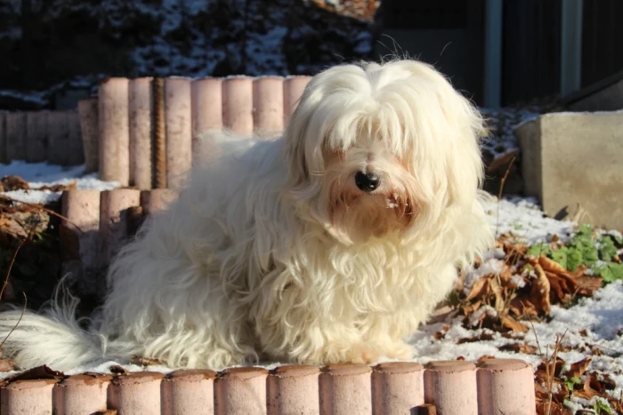 Coton de Tuléar