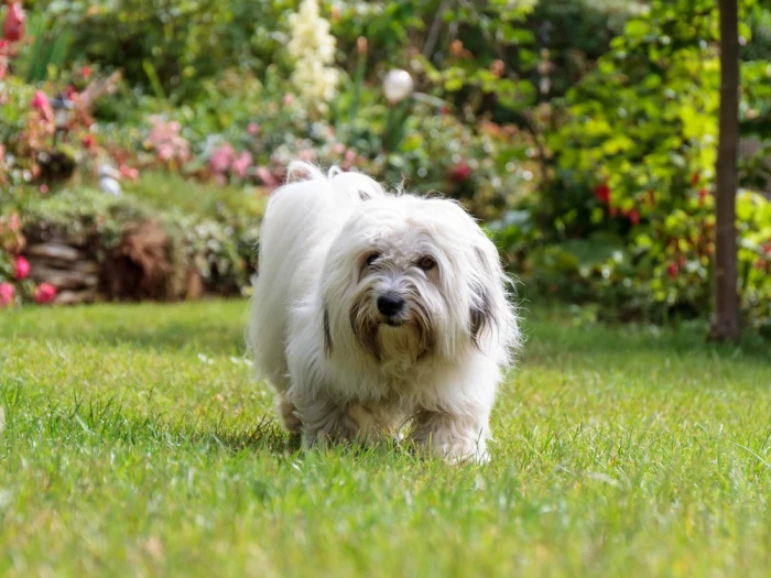Coton de Tuléar