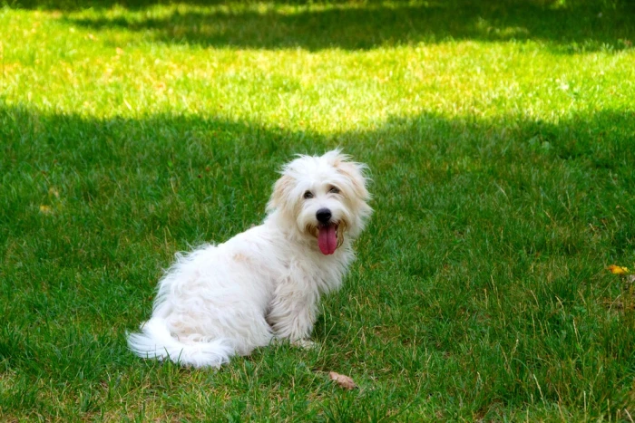 Coton de Tuléar