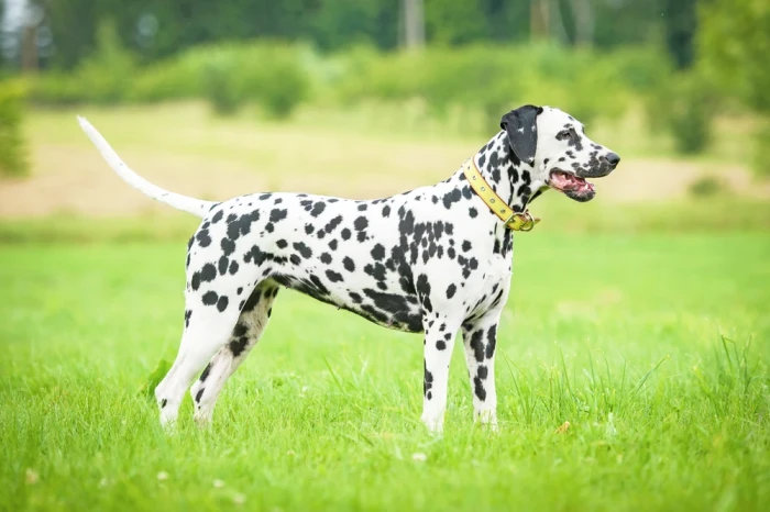 Dalmatin, foto: Shutterstock