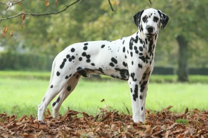 Dalmatin, foto: Shutterstock