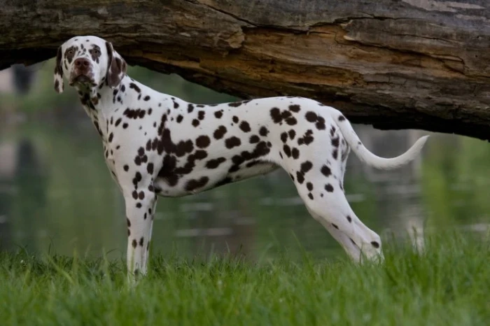 Dalmatin, foto: Shutterstock