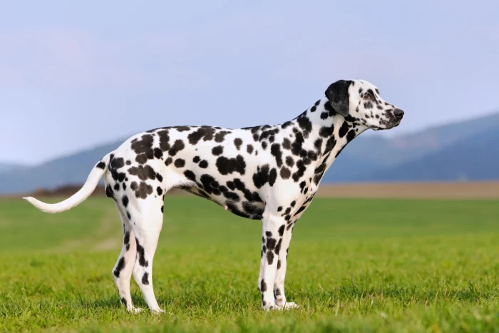 Dalmatin, foto: Shutterstock