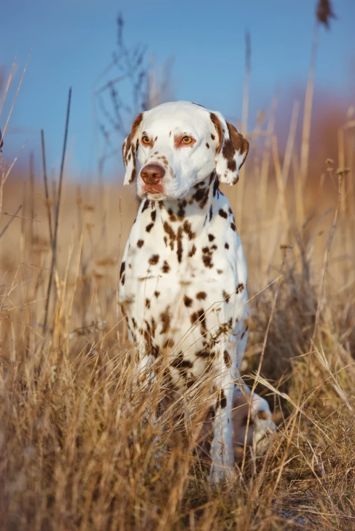 Dalmatin, foto: Shutterstock