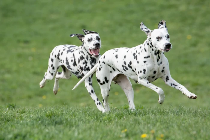Dalmatini, foto: Shutterstock