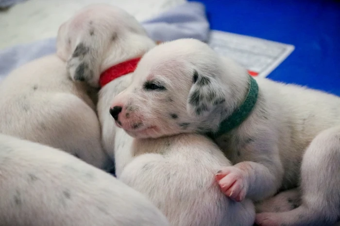 Během prvních týdnů života se postupně utvářejí tmavé skvrny. Foto: Shutterstock