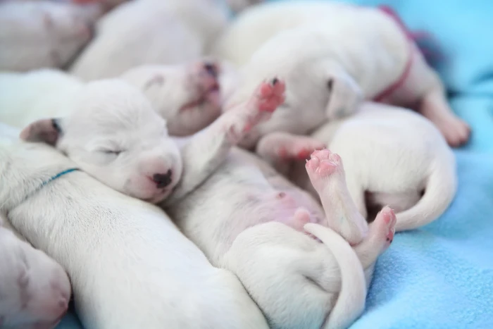 Štěňata dalmatinů se rodí bílá. Foto: Shutterstock
