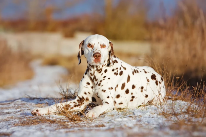 Hnědý dalmatin. Vedle černého tečkování uznává FCI standard i játrově hnědé. Foto: Shutterstock