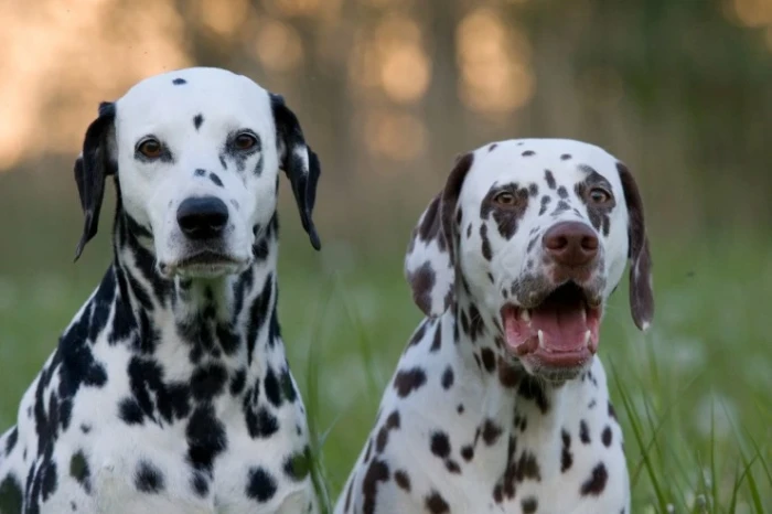 Dalmatini, foto: Shutterstock