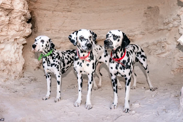 Dalmatini, foto: Shutterstock