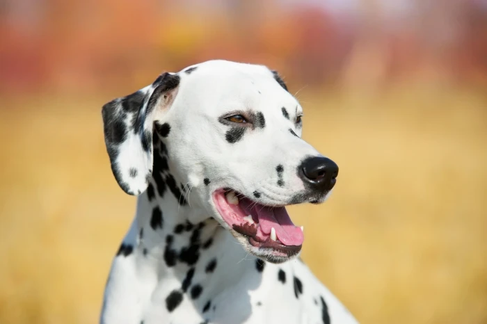 Dalmatin, foto: Shutterstock