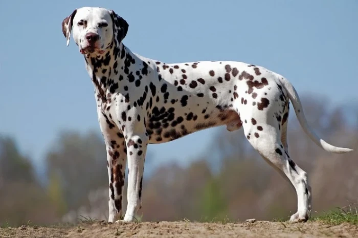 Dalmatin, foto: Shutterstock