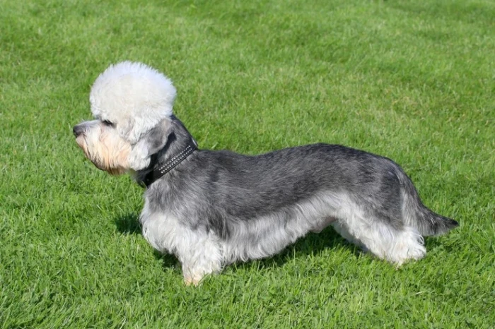 Dandie Dinmont teriér