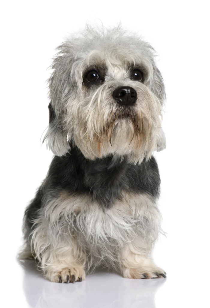 Dandie Dinmont teriér