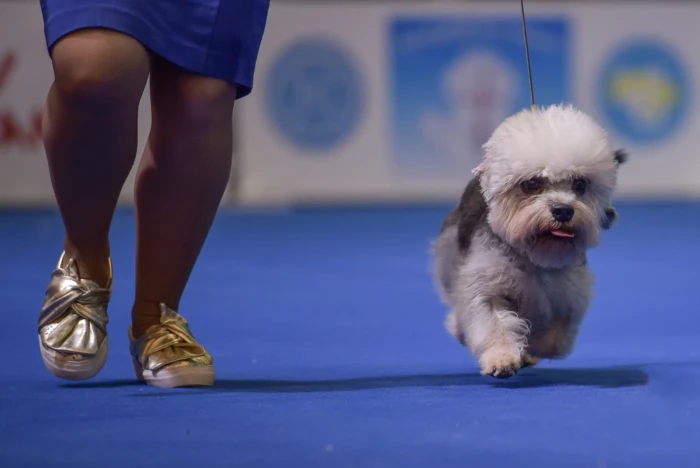 Dandie Dinmont teriér