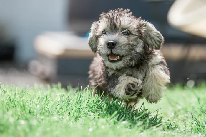 Dandie Dinmont teriér