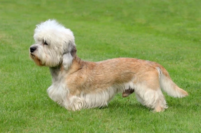 Dandie Dinmont teriér