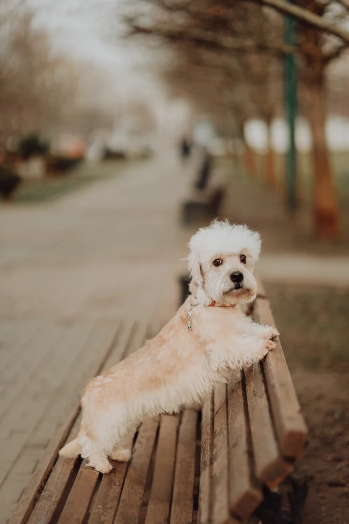 Dandie Dinmont teriér