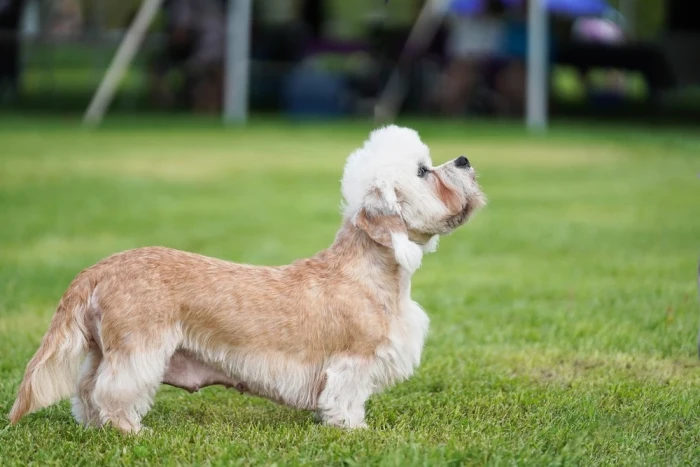 Dandie Dinmont teriér
