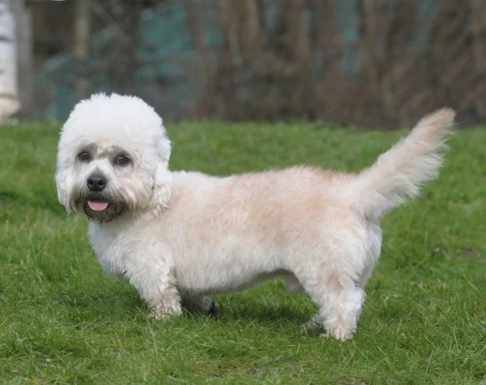 Dandie Dinmont teriér