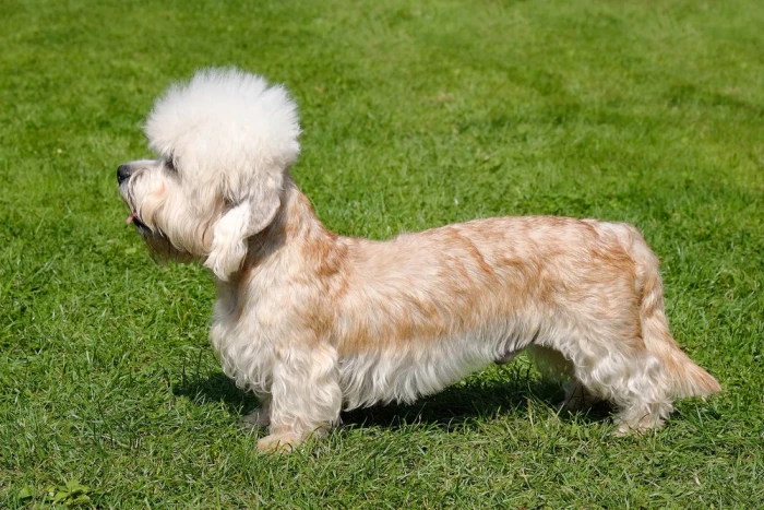 Dandie Dinmont teriér