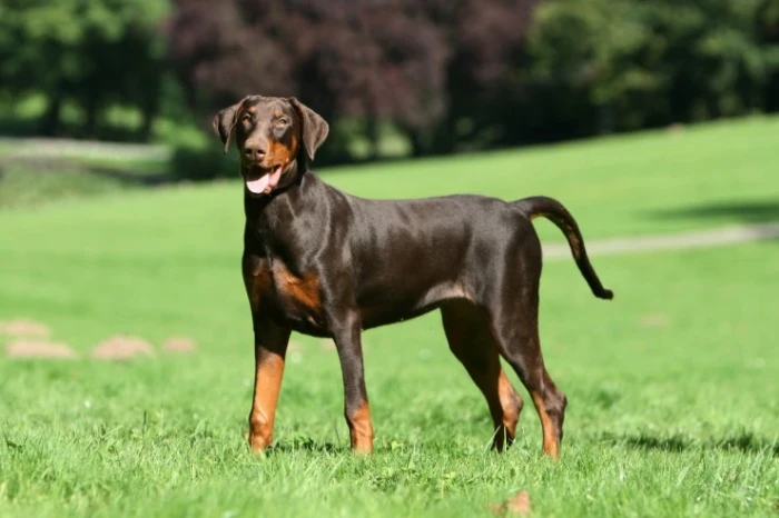 Dobrman, foto: Shutterstock