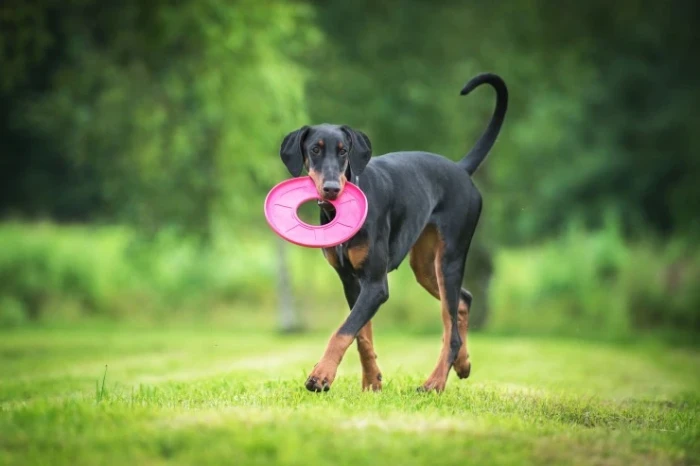 Dobrman, foto: Shutterstock