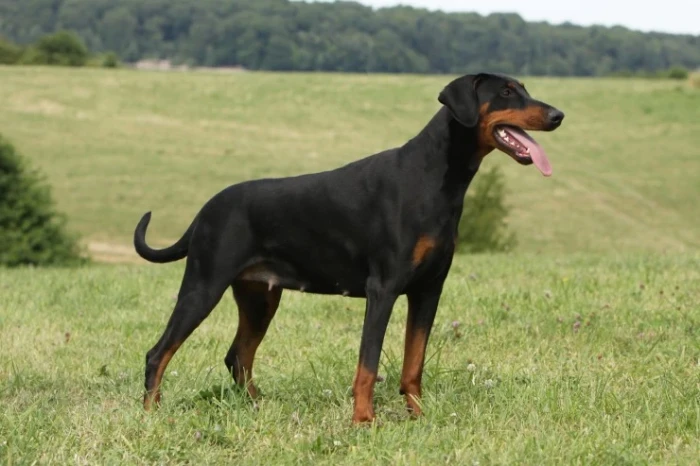 Dobrman, foto: Shutterstock