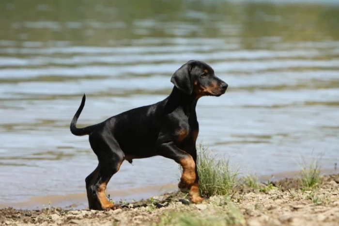 Štěně dobrmana, foto: Shutterstock