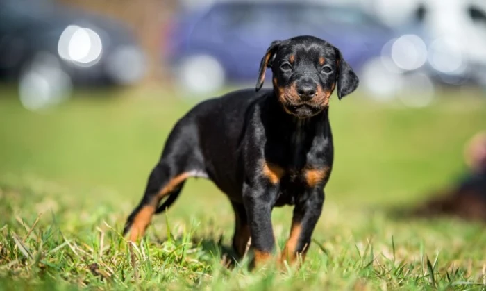 Štěně dobrmana, foto: Shutterstock