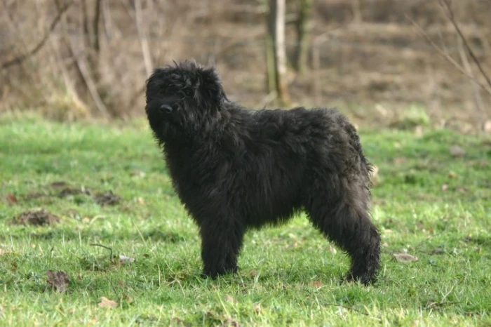 Flanderský bouvier