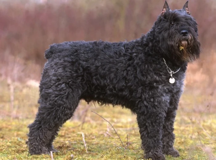 Flanderský bouvier